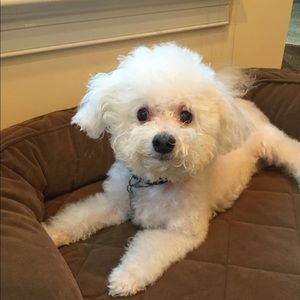 Meet your Posher, Norman.